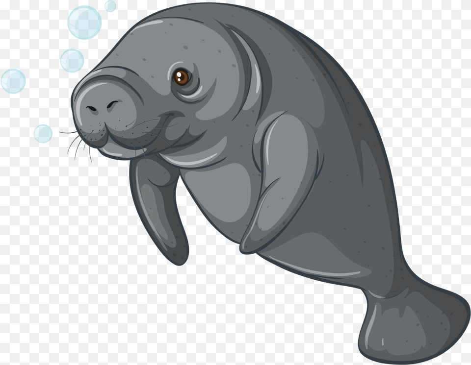 Walrus Clipart Background Sea Creature Manatee Clipart, Animal, Mammal Free Transparent Png