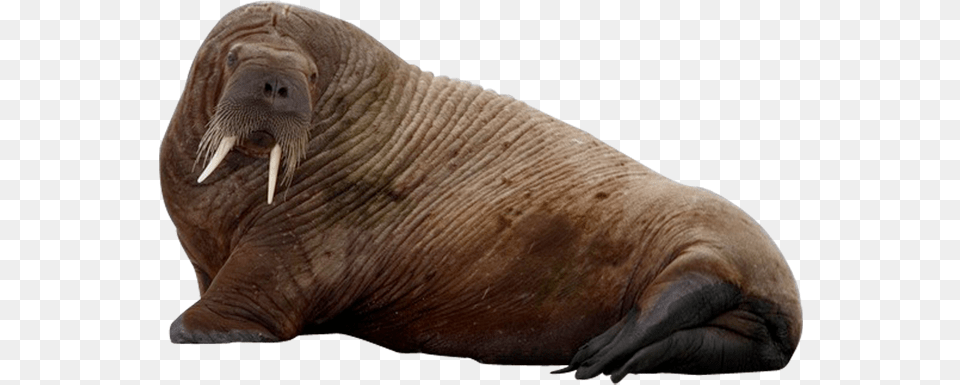 Walrus Clipart Walrus, Animal, Mammal, Sea Life, Elephant Png Image