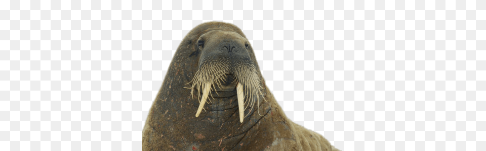 Walrus Close Up, Animal, Sea Life, Mammal, Elephant Free Transparent Png