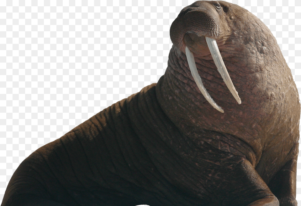 Walrus Free Walrus, Animal, Sea Life, Mammal, Elephant Png Image