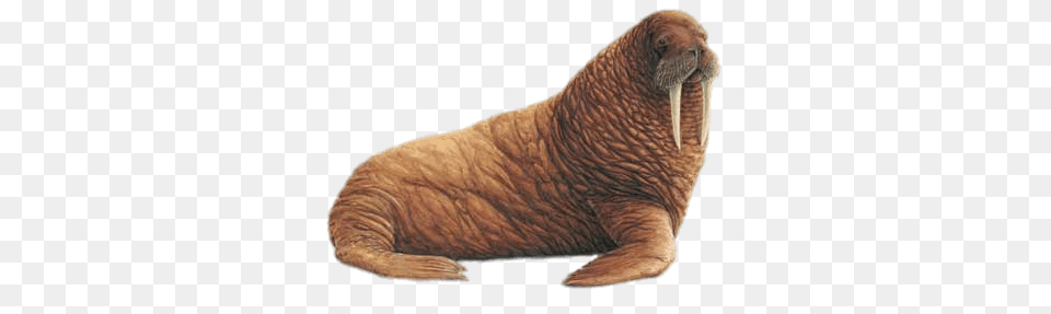 Walrus Illustration, Animal, Sea Life, Mammal, Reptile Png