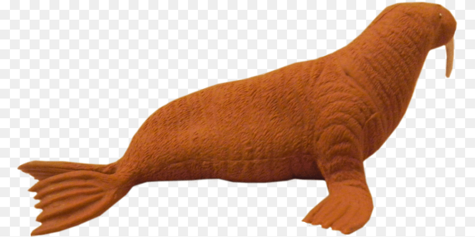 Walrus Walrus Tail, Animal, Mammal, Sea Life, Dinosaur Png Image