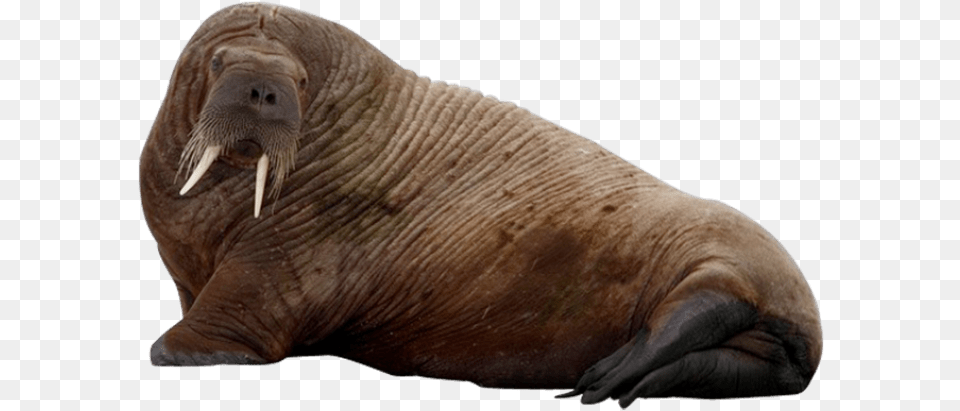 Walrus Images Transparent Walrus, Animal, Sea Life, Mammal, Elephant Png