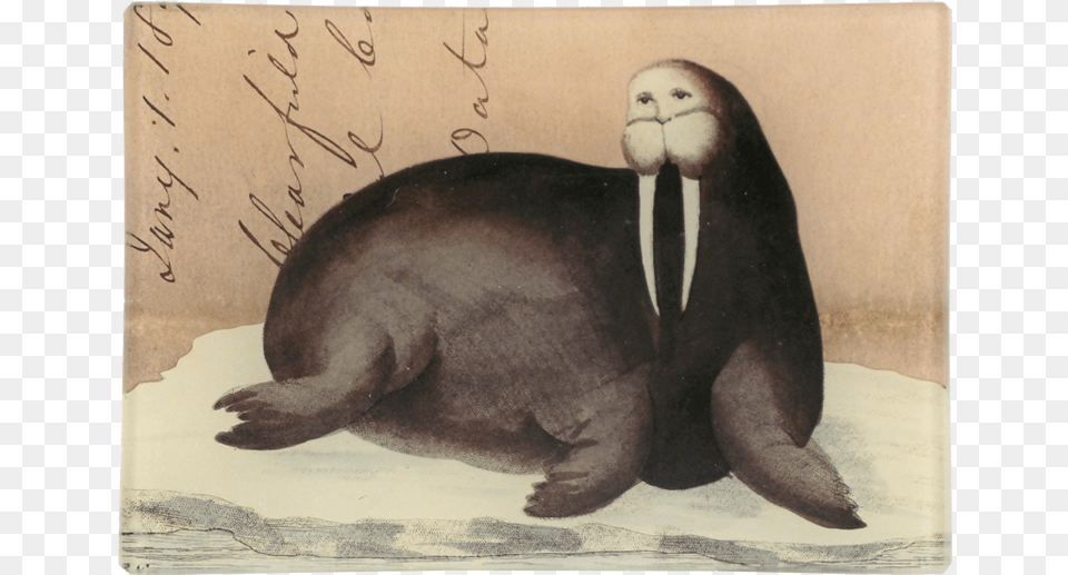 Walrus Letter Mini Tray, Animal, Bird, Penguin, Sea Life Png Image