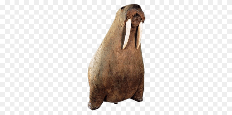 Walrus On His Front Paws, Animal, Sea Life, Mammal, Bear Free Png Download
