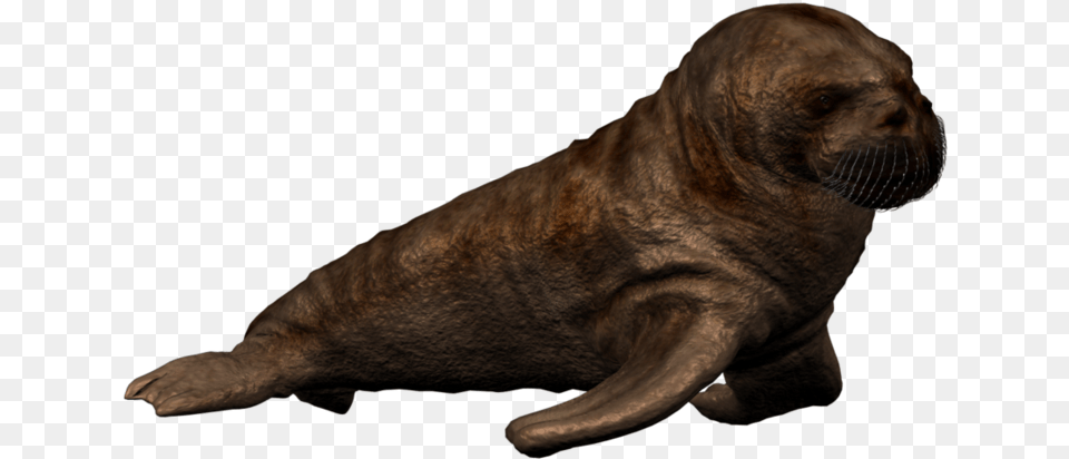 Walrus Picture Baby Walrus, Animal, Mammal, Sea Life, Canine Png