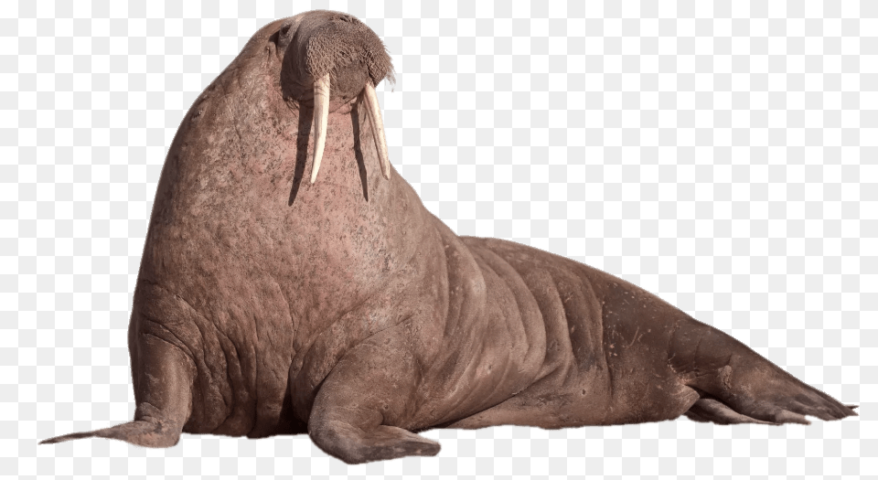 Walrus Resting, Animal, Sea Life, Mammal, Dinosaur Free Transparent Png