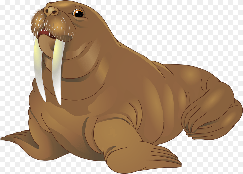 Walrus Walrus Clip Art, Animal, Sea Life, Mammal, Person Free Png