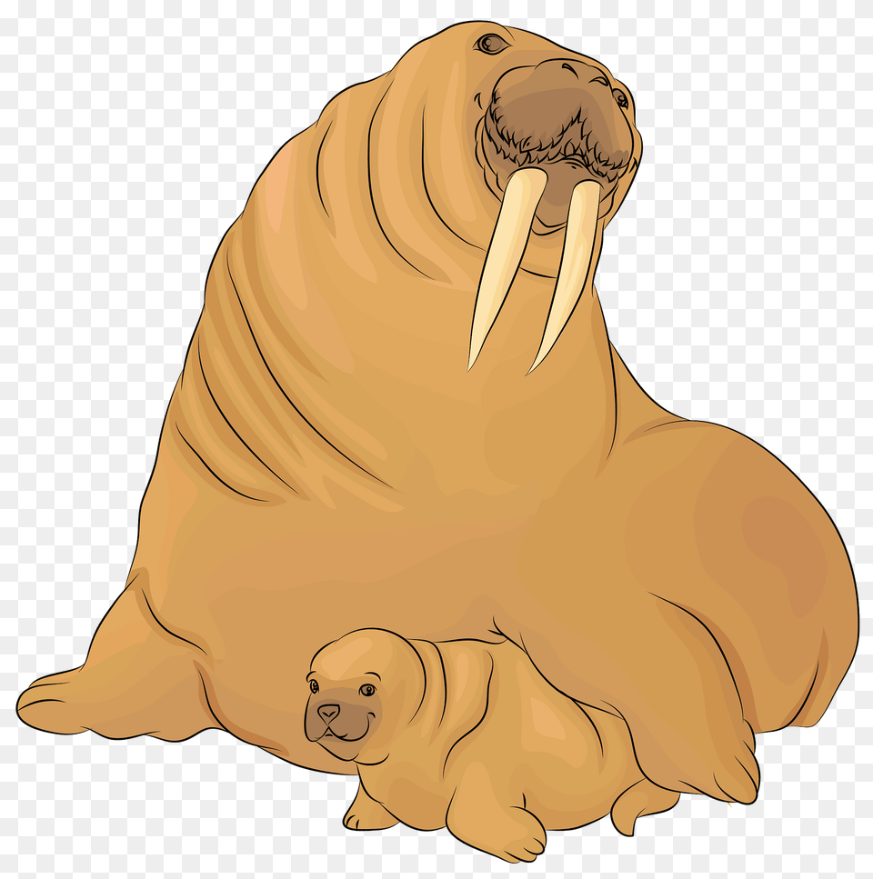 Walrus With A Cub Clipart, Animal, Sea Life, Mammal, Adult Png Image