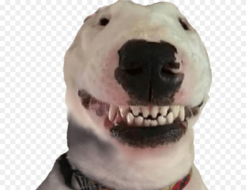 Walter Dog, Snout, Animal, Canine, Mammal Png Image