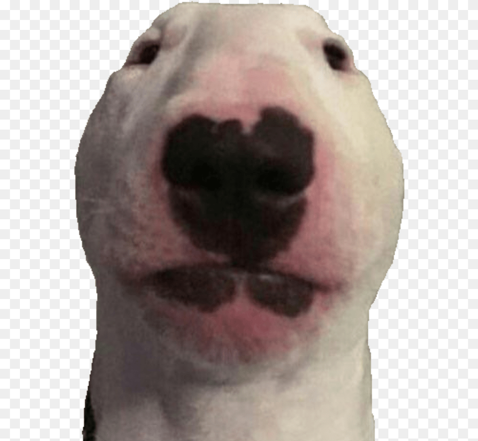 Walter Dog Transparent, Snout, Adult, Male, Man Png