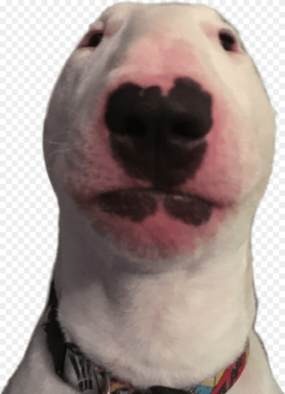 Walter Sticker Nelson The Bull Terrier, Snout, Animal, Canine, Dog Png Image