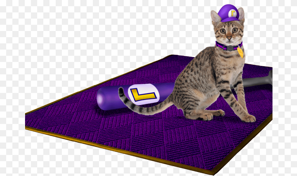 Waluigis Hat On Waluigis Cat Next Waluigis Bat On Cat Grabs Treat, Purple, Animal, Mammal, Pet Png