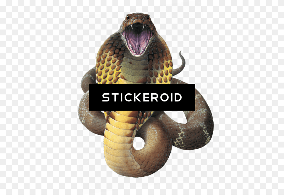 Wamex Wallmonkeys King Cobra Snake Ophiophagus Hannah King Cobra Snakes, Animal, Reptile, Lizard Free Transparent Png