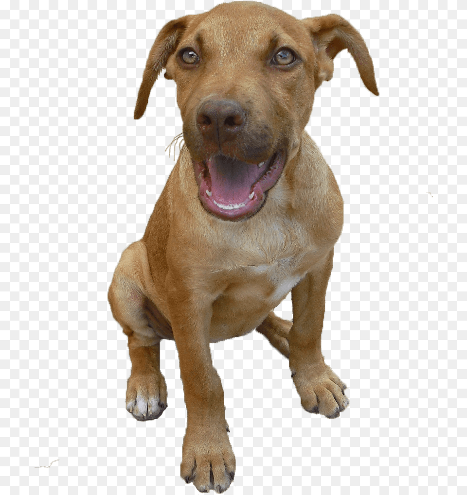 Want Red Nose Pitpull Puppies This Ismust Me And My Red Nose Pitbull Long Snout, Animal, Canine, Dog, Labrador Retriever Free Transparent Png