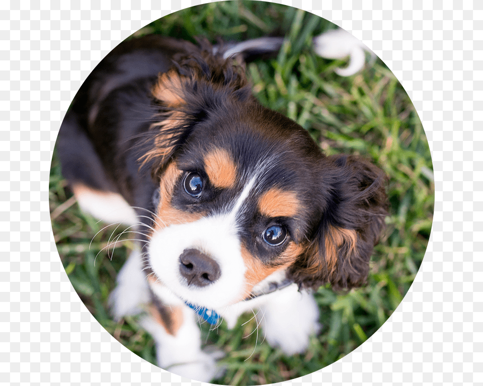 Want To Learn More About Puppy Socialization Dog, Animal, Canine, Mammal, Pet Free Png Download