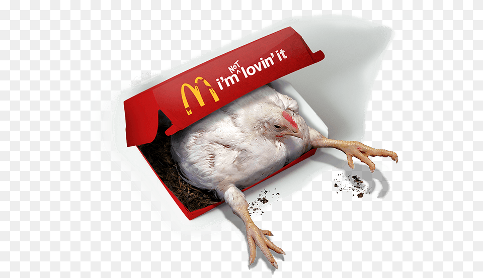 Want To See What Goes Into Making One Of Mcdonald39s I M Not Lovin It The Humane League, Animal, Beak, Bird Free Transparent Png