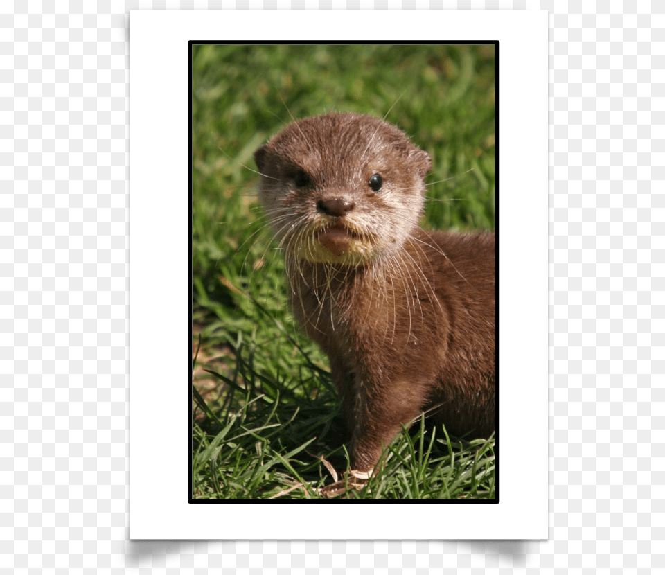 Want To Test Your Knowledge On Otter Species And Facts Hairy Nosed Otter Baby, Animal, Mammal, Rat, Rodent Png