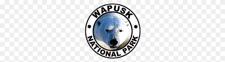 Wapusk National Park Round Sticker, Animal, Mammal, Bear, Polar Bear Png