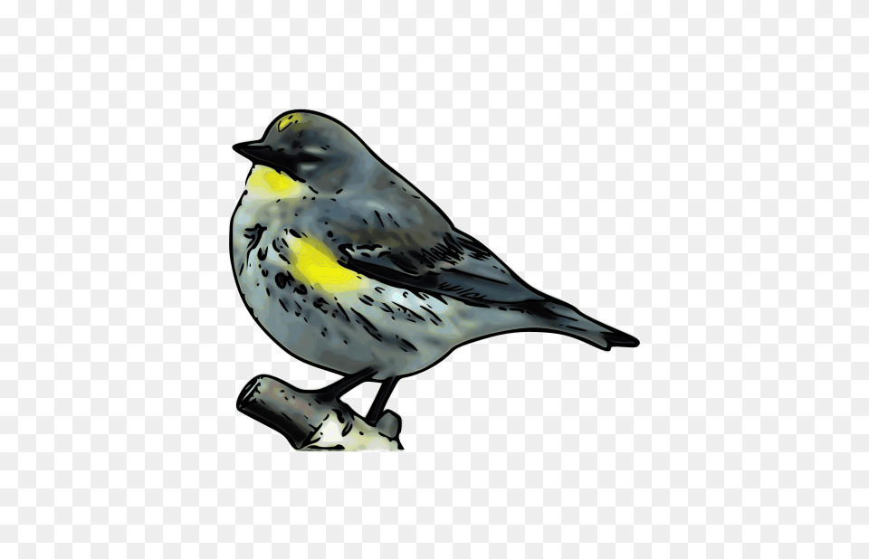 Warbler, Animal, Bird, Finch, Anthus Free Png Download