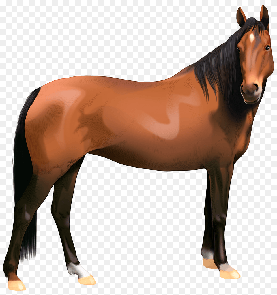 Warmblood Mare Clipart, Animal, Colt Horse, Horse, Mammal Free Transparent Png