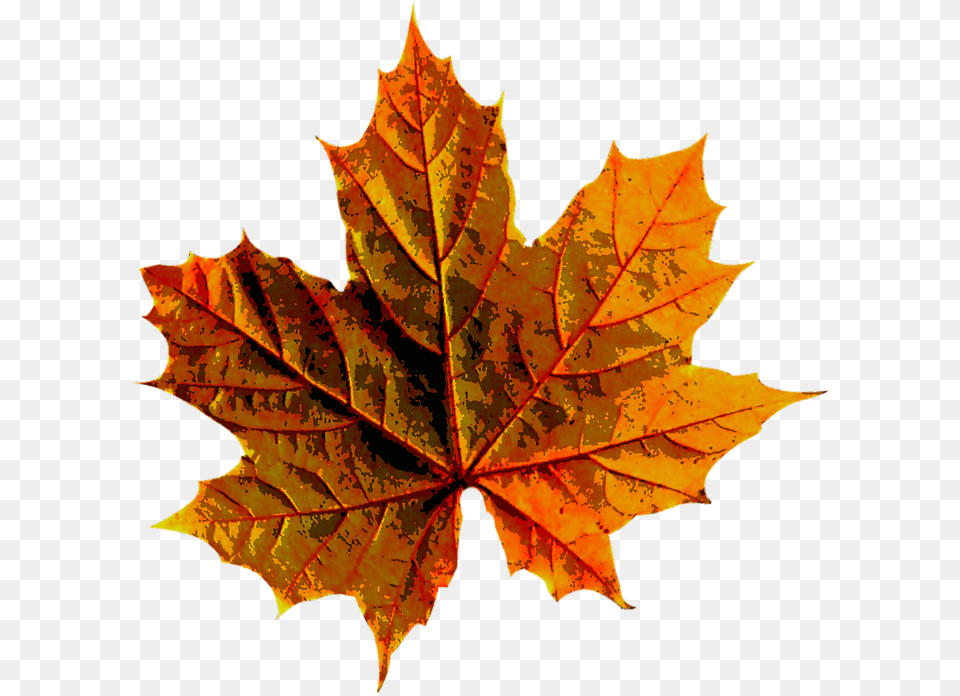 Warna Daun Musim Gugur, Leaf, Plant, Tree, Maple Free Png Download
