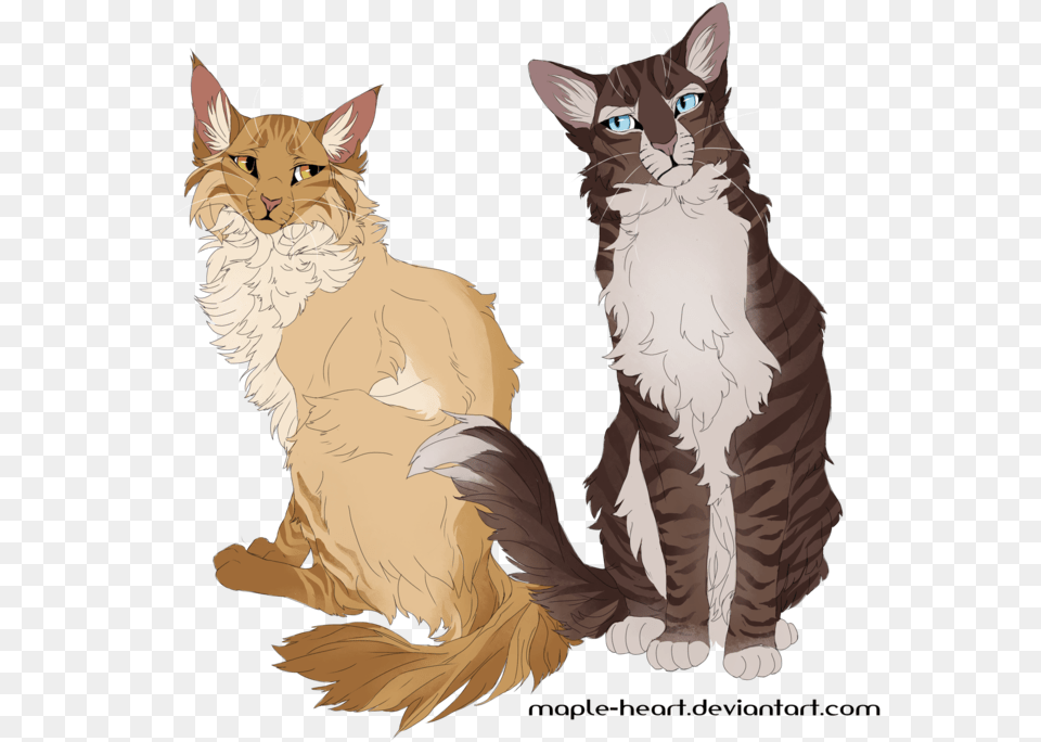 Warrior Cats Maine Coon, Angora, Animal, Cat, Mammal Free Png