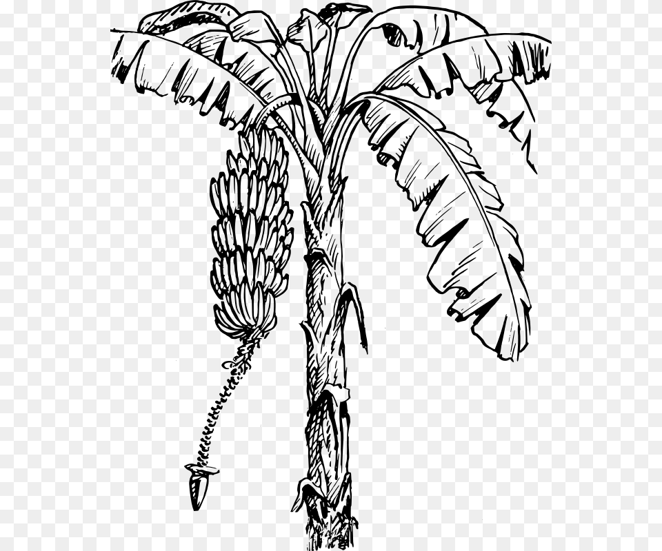 Warszawianka Banana Tree, Gray Png