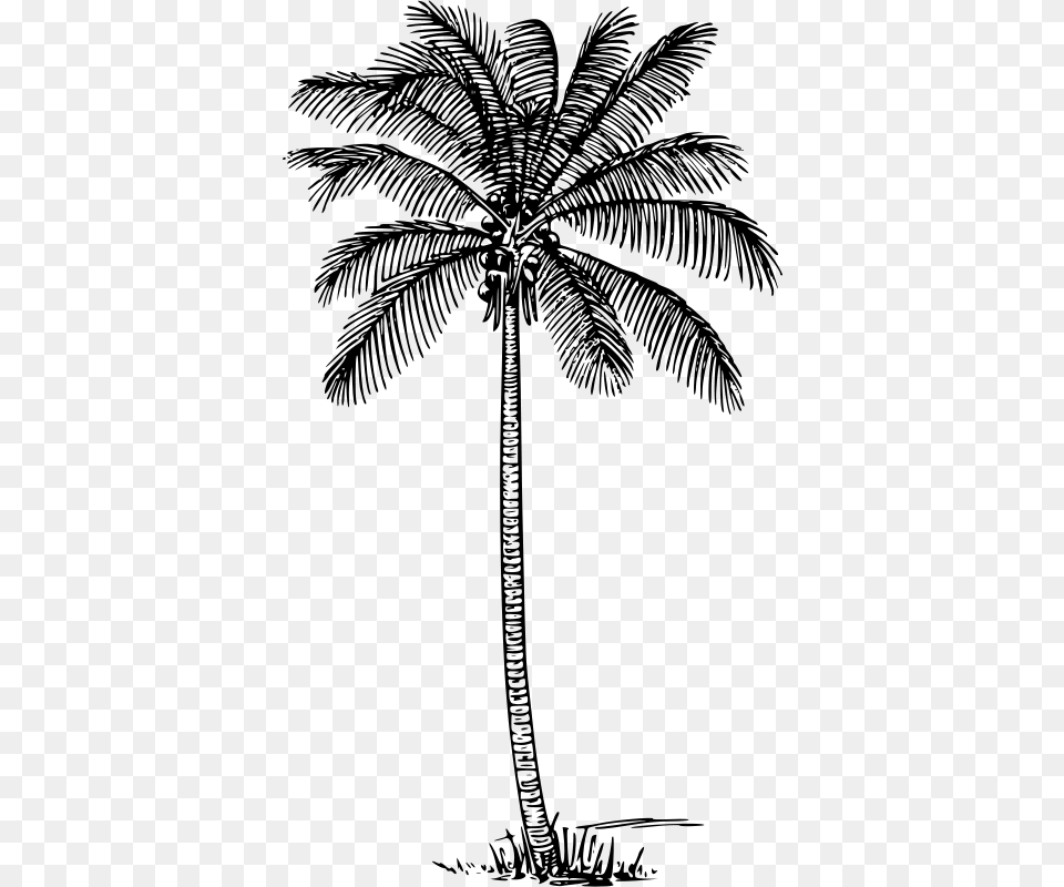 Warszawianka Coconut Palm, Gray Png