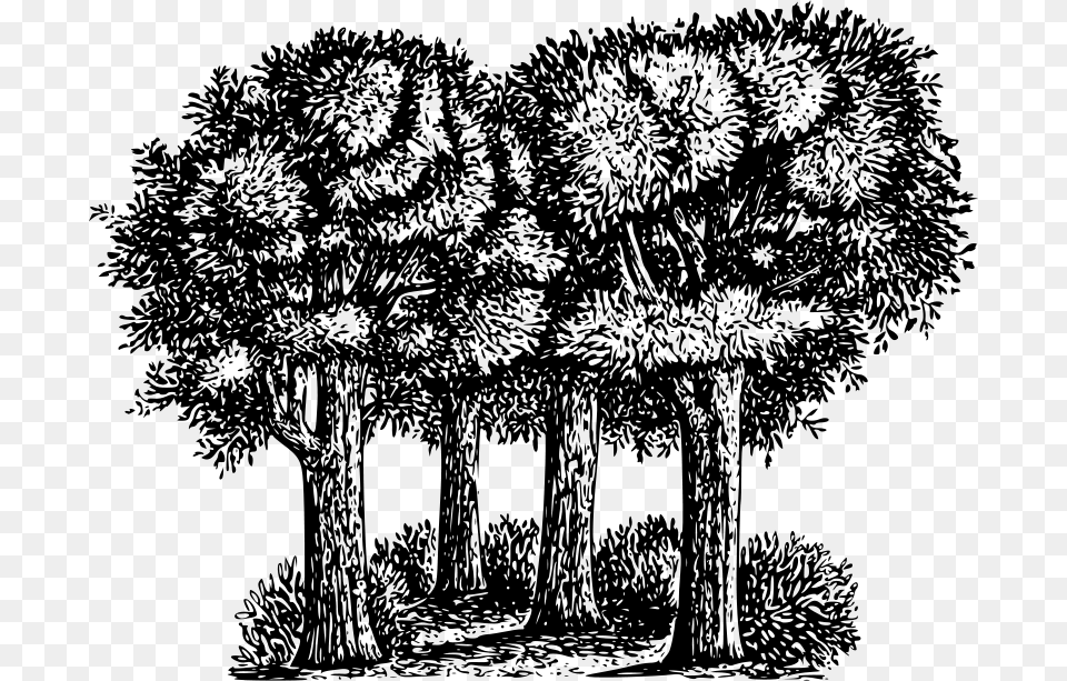 Warszawianka Group Of Trees, Gray Png Image