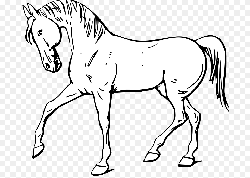 Warszawianka Walking Horse Outline, Adult, Person, Woman, Female Png Image