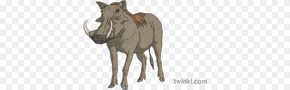 Warthog Animal Pig Boar Africa Swat Ks2 Illustration Twinkl Animal Figure, Mammal, Wildlife Free Png Download
