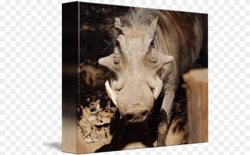 Warthog Beauty By Teresa Schuerman Picture Frame, Animal, Mammal, Wildlife, Pig Free Png Download