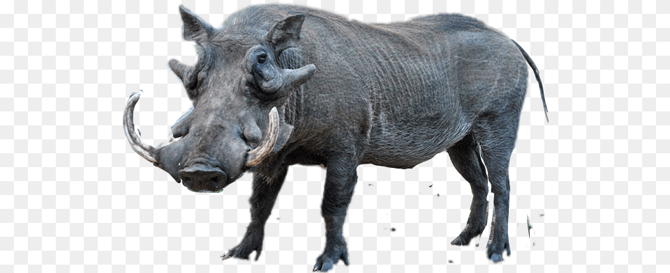 Warthog Sticker By Taliafera Common Warthog, Animal, Mammal, Wildlife, Boar Free Png Download