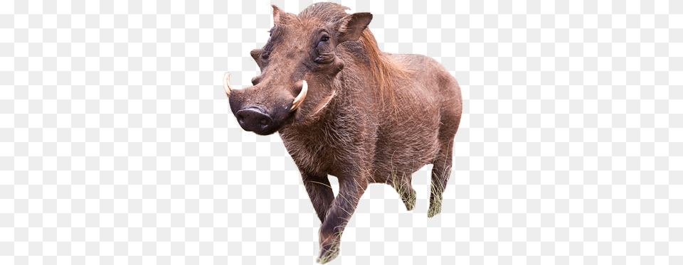 Warthog Warthogs In Zimbabwe, Animal, Boar, Hog, Mammal Free Transparent Png