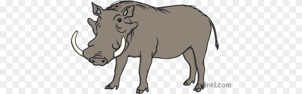 Warthog Wild Pig Savanna Saharan Africa Animal Open Eyes Ks1 Big, Mammal, Wildlife, Hog, Boar Free Png