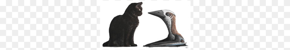 Was This Flying Critter The Ptiniest Pterosaur Of The Small Pterosaur, Animal, Cat, Mammal, Pet Png Image