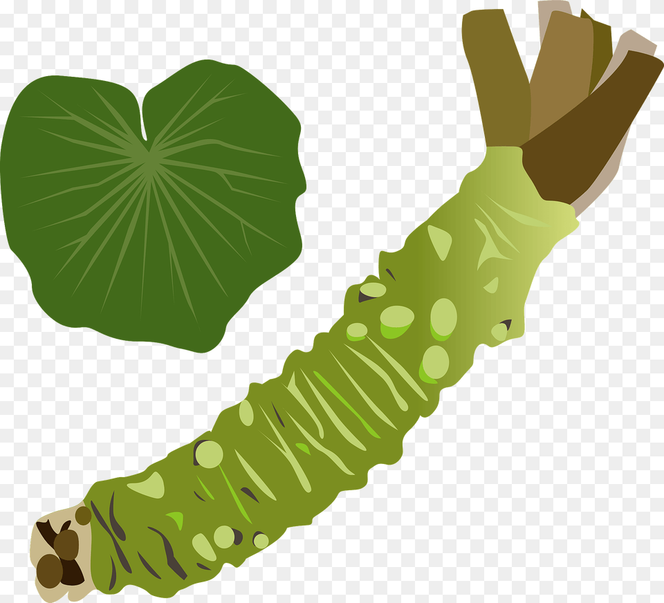 Wasabi Japanese Horseradish Clipart, Green, Leaf, Plant, Baby Png