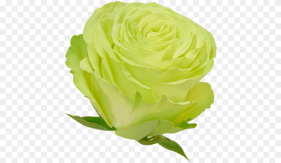 Wasabi Rose Variety, Flower, Plant, Petal Png