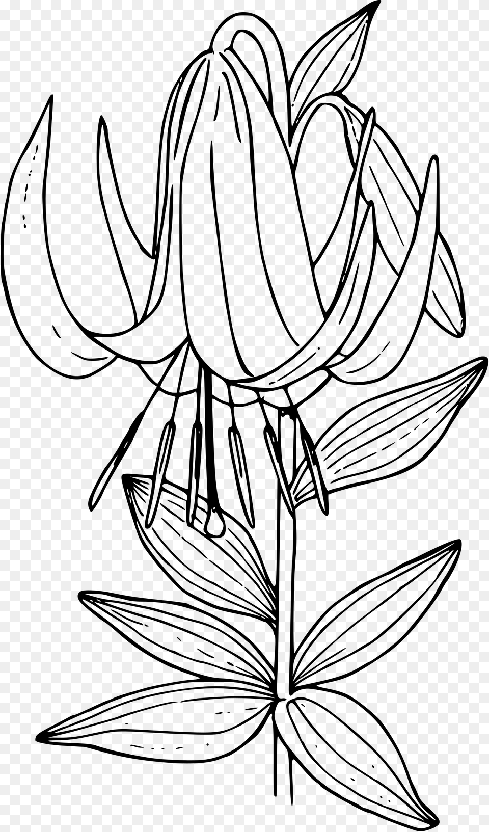 Washington Lily Clip Arts, Gray Free Png Download