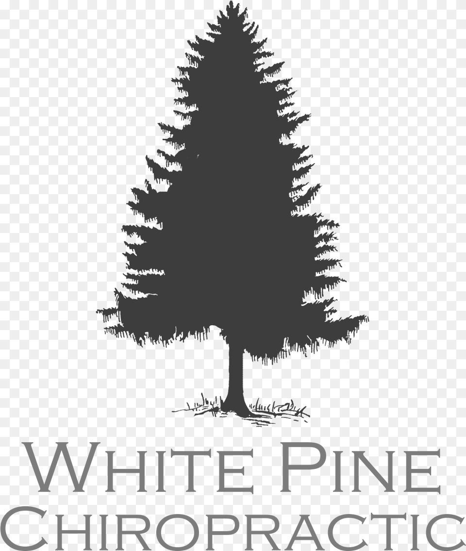 Washington State Pine Tree, Plant, Fir Free Png Download