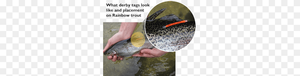 Washington Tagged Trout, Animal, Fish, Sea Life, Person Free Png Download