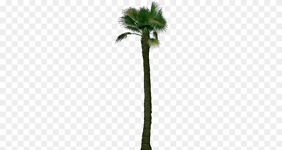 Washingtonia Filifera Palm Tree Bim, Palm Tree, Plant, Cross, Symbol Free Png Download