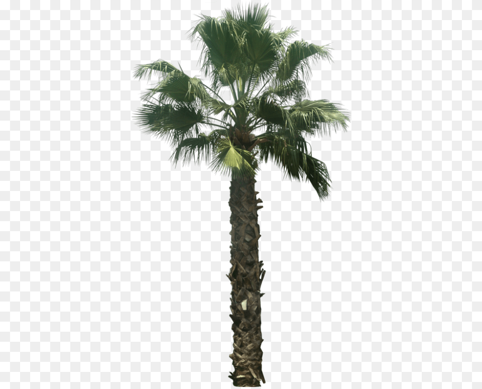 Washingtonia Palm Tree Date Palm Tree, Palm Tree, Plant, Cross, Symbol Free Transparent Png