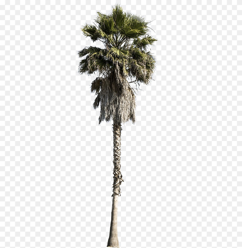 Washingtonia Palm Tree Palm Tree Cutout, Palm Tree, Plant Free Transparent Png