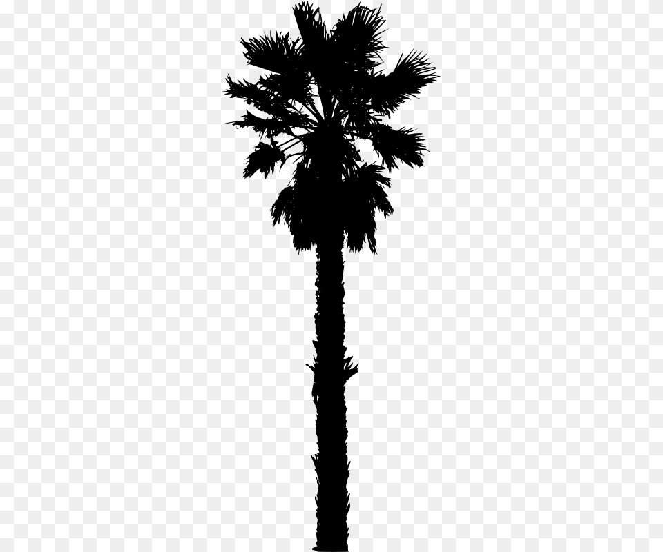 Washingtonia Robusta, Gray Free Png Download