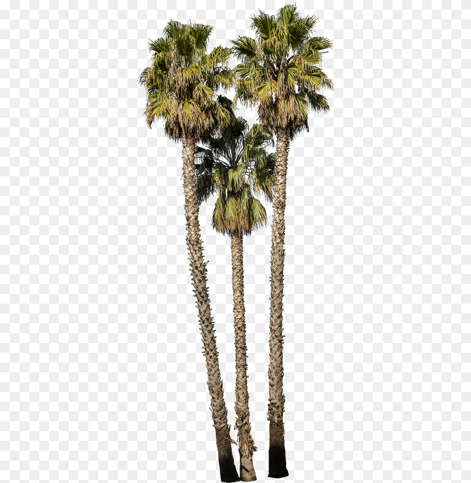 Washingtonia Robusta Palm Trees, Palm Tree, Plant, Tree Png Image