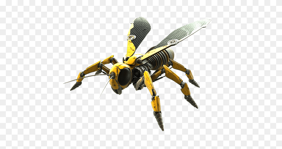 Wasp, Animal, Apidae, Bee, Bumblebee Free Png Download