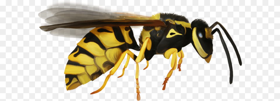 Wasp, Animal, Bee, Insect, Invertebrate Free Transparent Png