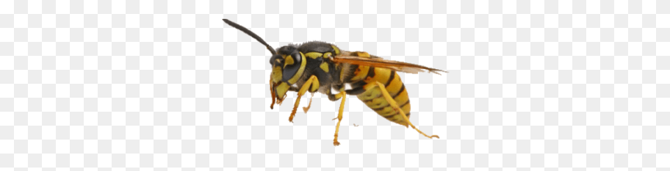 Wasp, Animal, Bee, Insect, Invertebrate Free Transparent Png